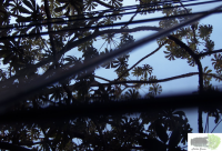 /album/naldo-sousa-fotos/sem-titulo-png/